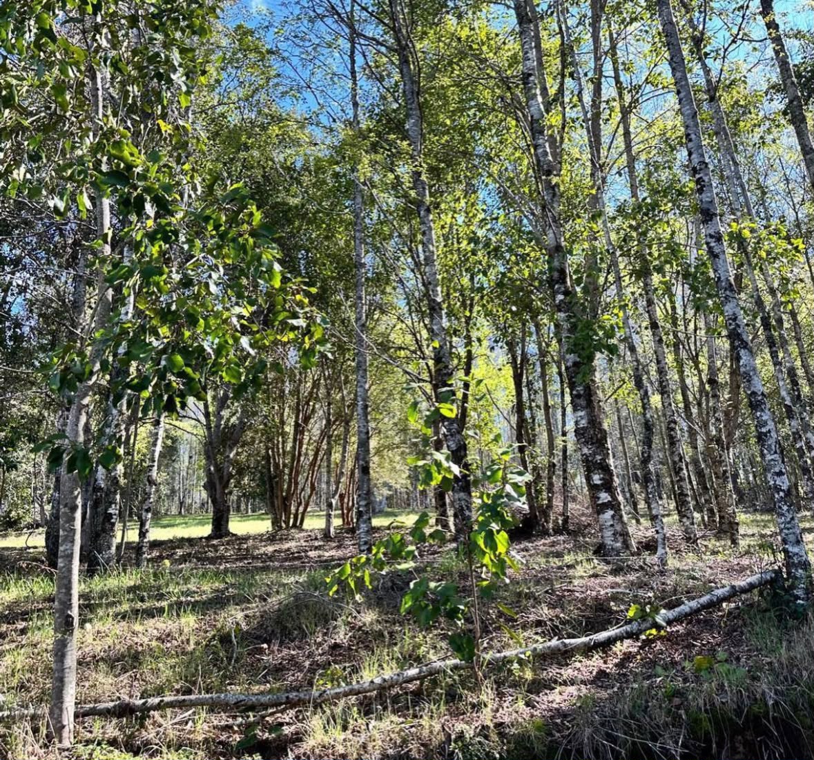 Parcelas en Pedregoso - Foto 3